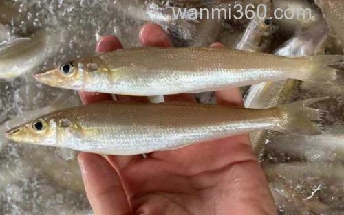 沙丁鱼_3