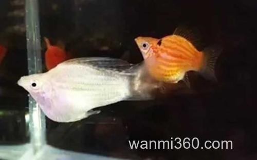 玛丽鱼_1