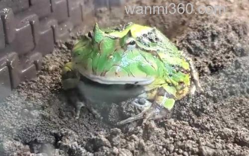 霸王角蛙_1