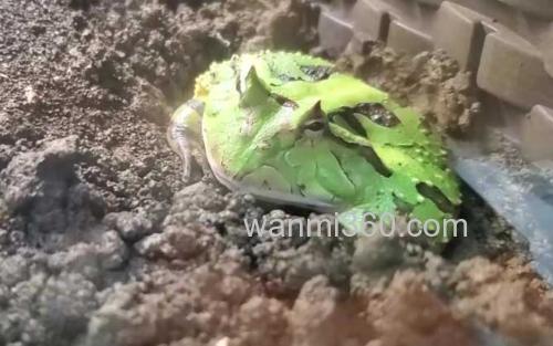 霸王角蛙_2