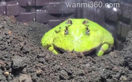 霸王角蛙_1