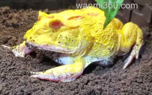 霸王角蛙_2