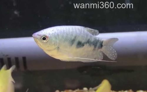 曼龙鱼_9