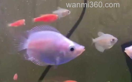 热带鱼_1