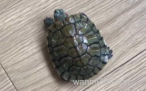 巴西龟_2