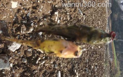 黄颡鱼_1