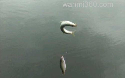 白条_1