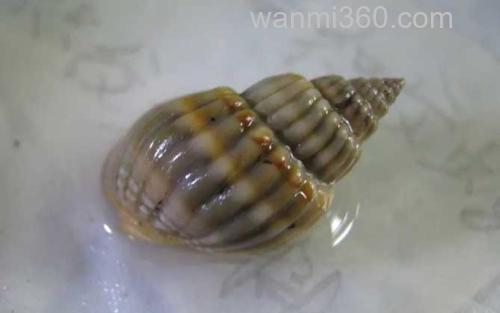 织纹螺_8