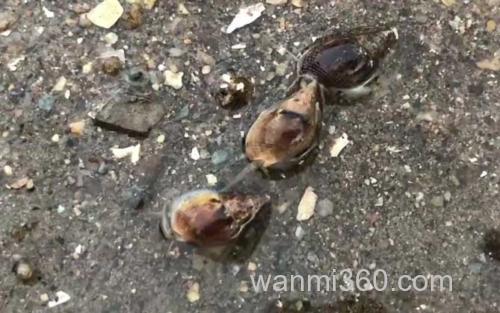 海丝螺_3