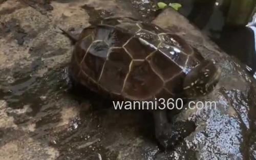 珍珠龟_0