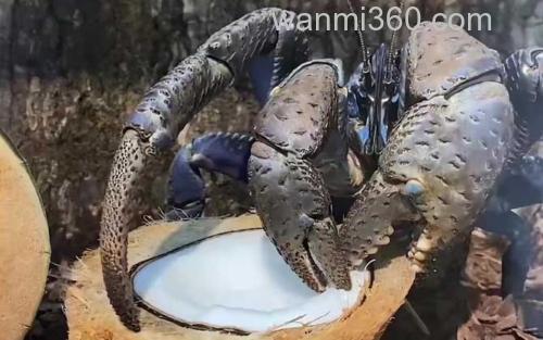 椰子蟹_0
