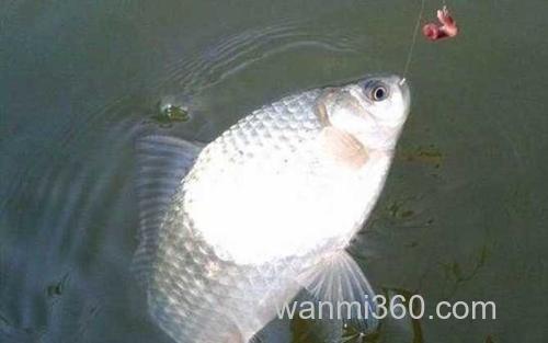 台钓调漂_2