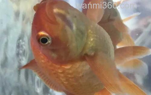 鱼炸鳞_3
