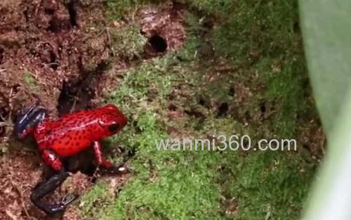 幽灵箭毒蛙_1