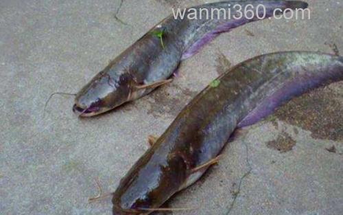 鲶鱼_4