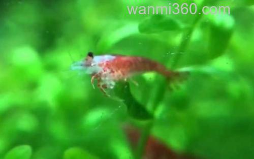 樱花虾_3