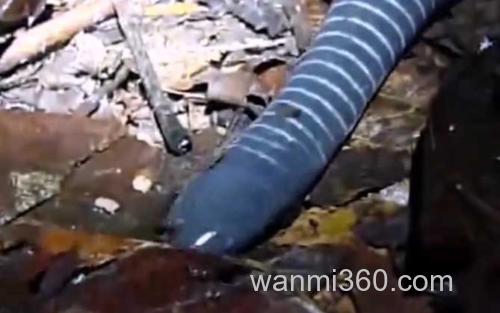 蚓螈_1