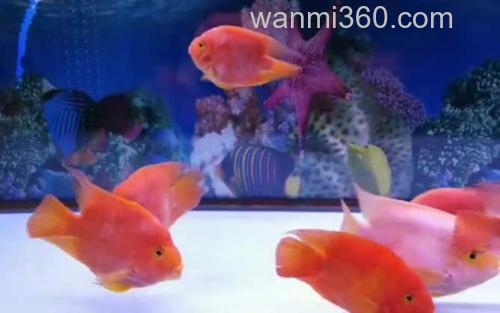 血鹦鹉鱼_0
