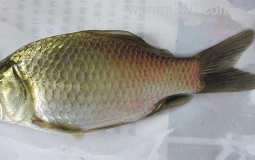 钓鲫鱼_2