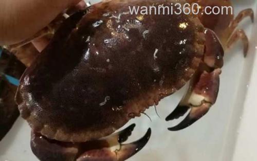 面包蟹_0