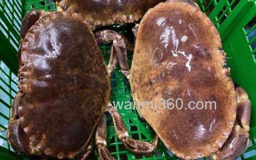 面包蟹_0