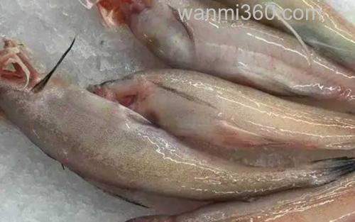 鼻涕鱼_2