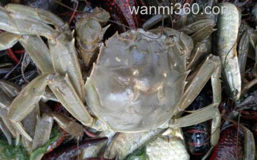 黄河口大闸蟹_3