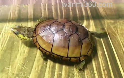 头盔蛋龟_2