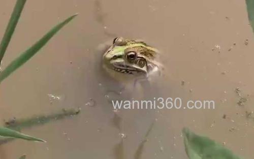 黑斑侧褶蛙_0