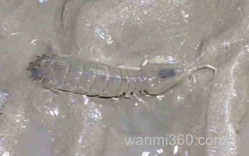 螳螂虾_3