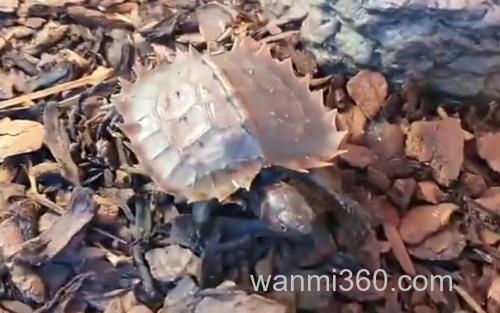 太阳龟_3