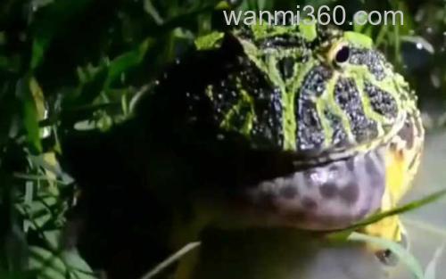 苏里南角蛙_0