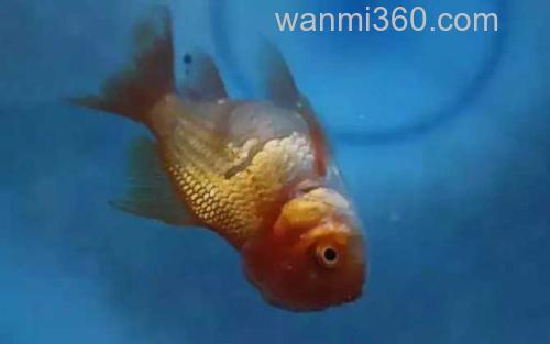松鳞病_1