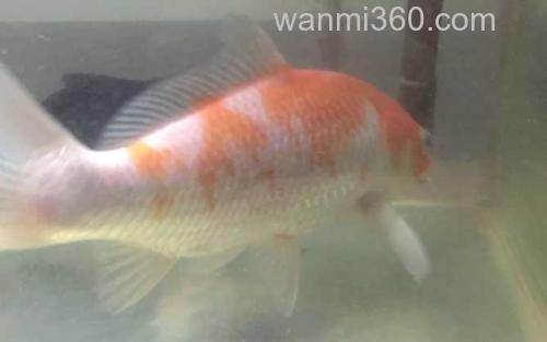 松鳞病_3