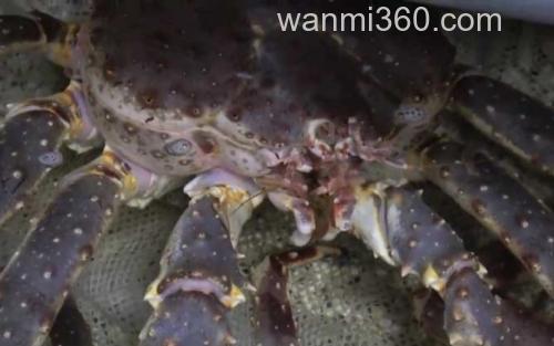 帝王蟹_0