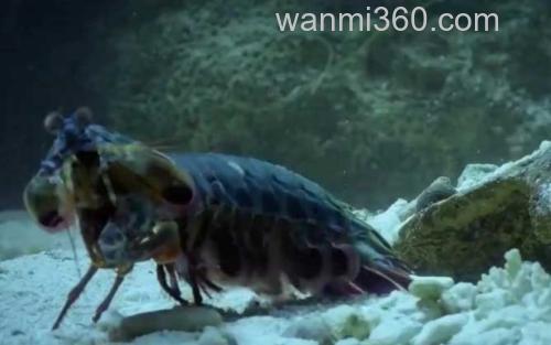手枪虾_3