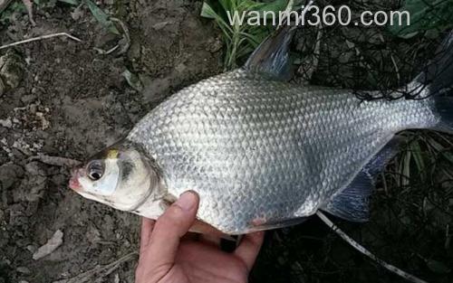 鳊鱼_1