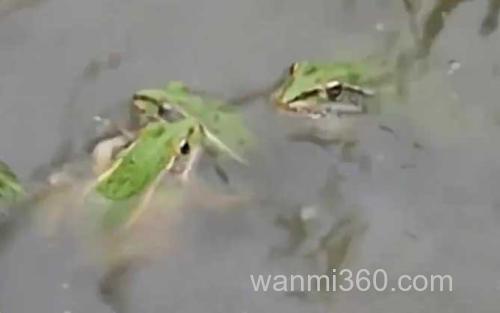 青蛙_1