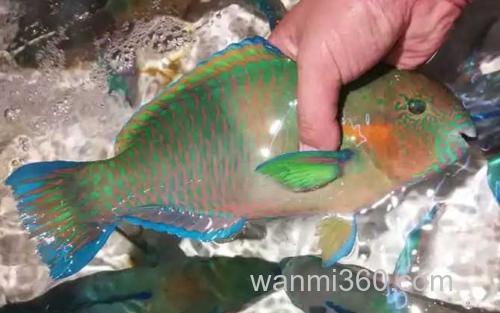 青衣鱼_2