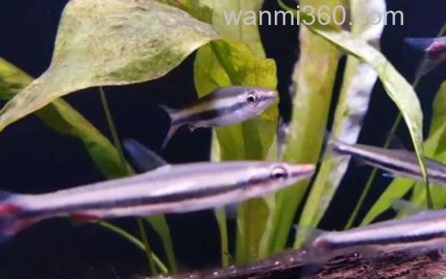 铅笔鱼_1