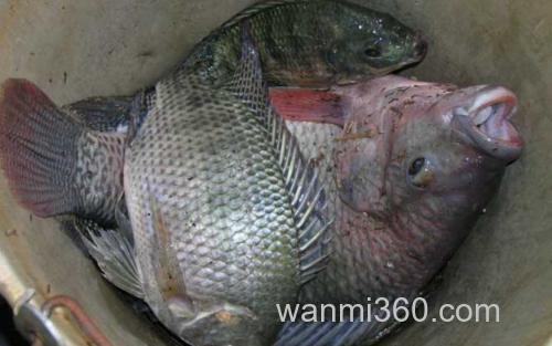罗非鱼_2
