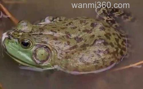 牛蛙_1