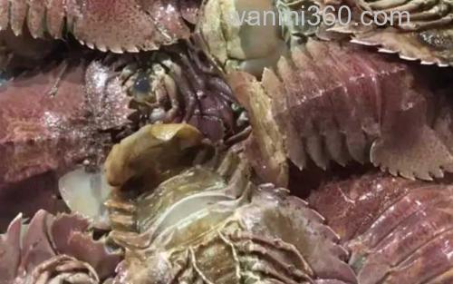 琵琶虾_2