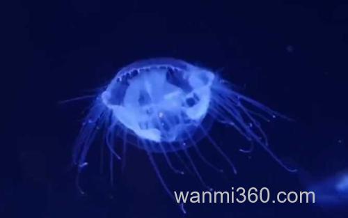 水母_2