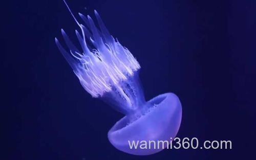 海蜇_0