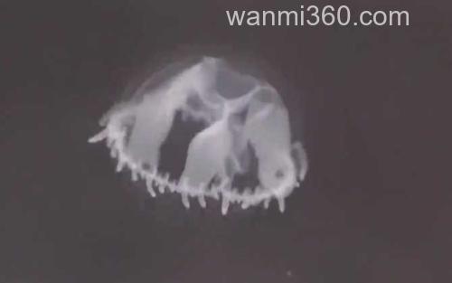 淡水水母_3