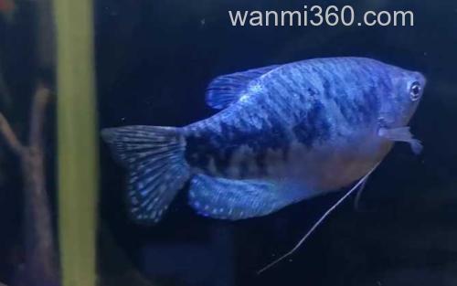 蓝曼龙鱼_0