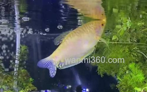 曼龙鱼_0