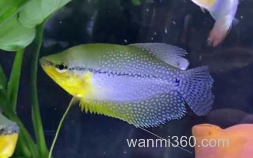 曼龙鱼_0