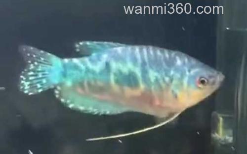 曼龙鱼_2